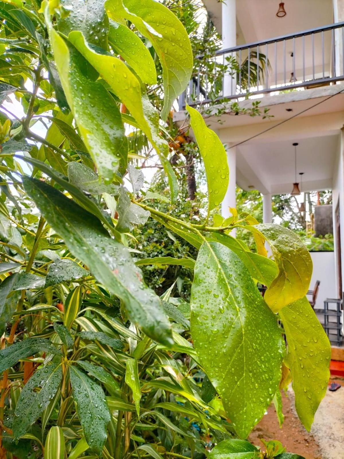 Ella Cloud Castle Homestay Esterno foto